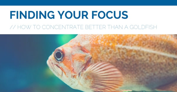 Finding Your Focus in West Des Moines IA: How To Concentrate Better Than A Goldfish